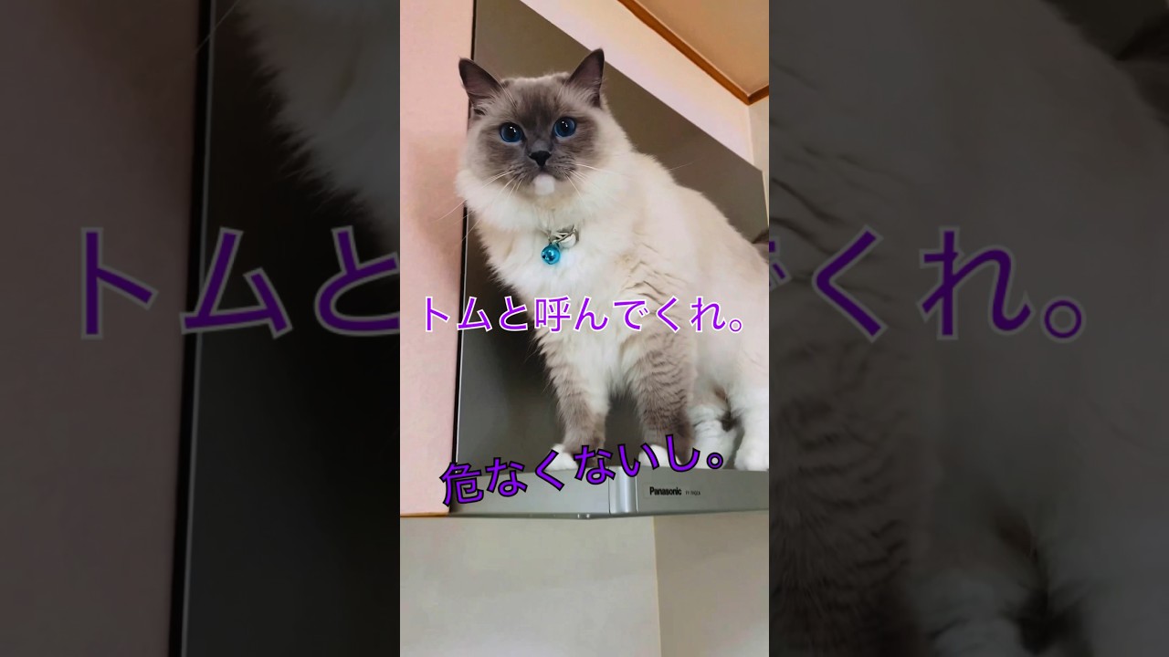 【anela】ミッション猫#missionimpossible #ラグドール #cat #shorts
