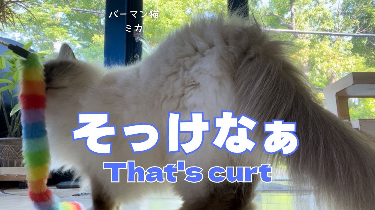 バーマン猫ミカ【そっけなぁ】That's curt.（バーマン猫）Birman/Cat