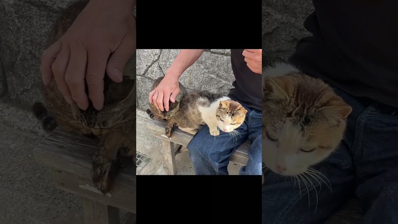 【猫動画】幸せです♯猫#cat ♯猫島＃岡山♯可愛い#shorts