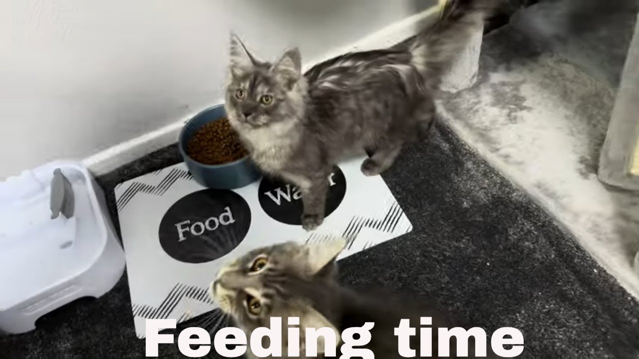 Maine Coon Kitten Devours Mealtime!