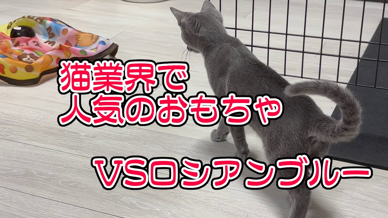 自動おもちゃで猫は遊んでくれるのか【えび　ロシアンブルー】 #cat #ロシアンブルー #猫