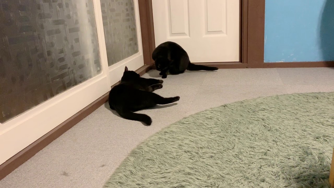 4匹の黒猫ボンベイファミリー☆母猫の怒りにビビる子猫☆戦いの後の子猫の「なうなう」な鳴き声がおもしろい！