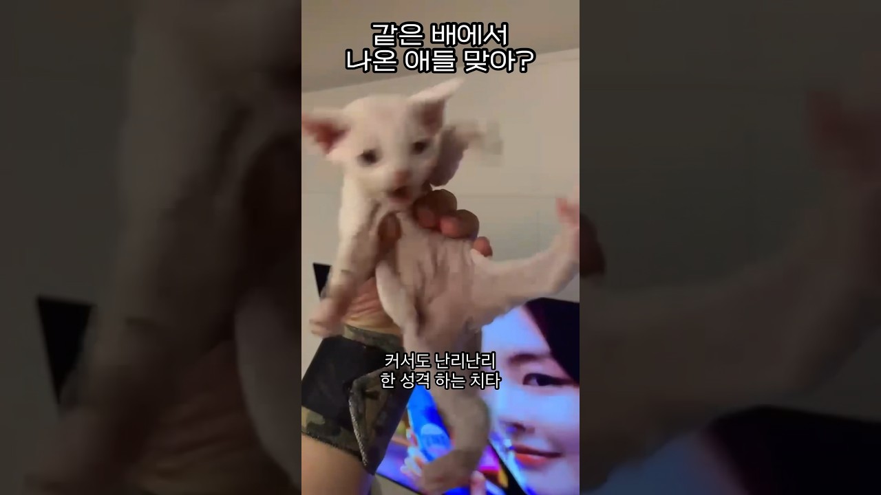 자매가 이렇게 성격이 다르다니🤣 어릴때 성격 고대로 큰 아기고양이들 🌸 #집사 #데본렉스 #devonrex #cat #babycat #개냥이 #새끼고양이#아기고양이 #고양이일상