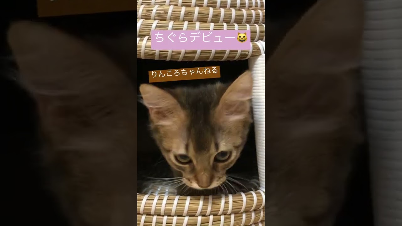 ちぐらデビュー😸【りんころちゃんねる】#shorts #ねこ #ソマリ #ねこのいる暮らし #ねこのいる生活
