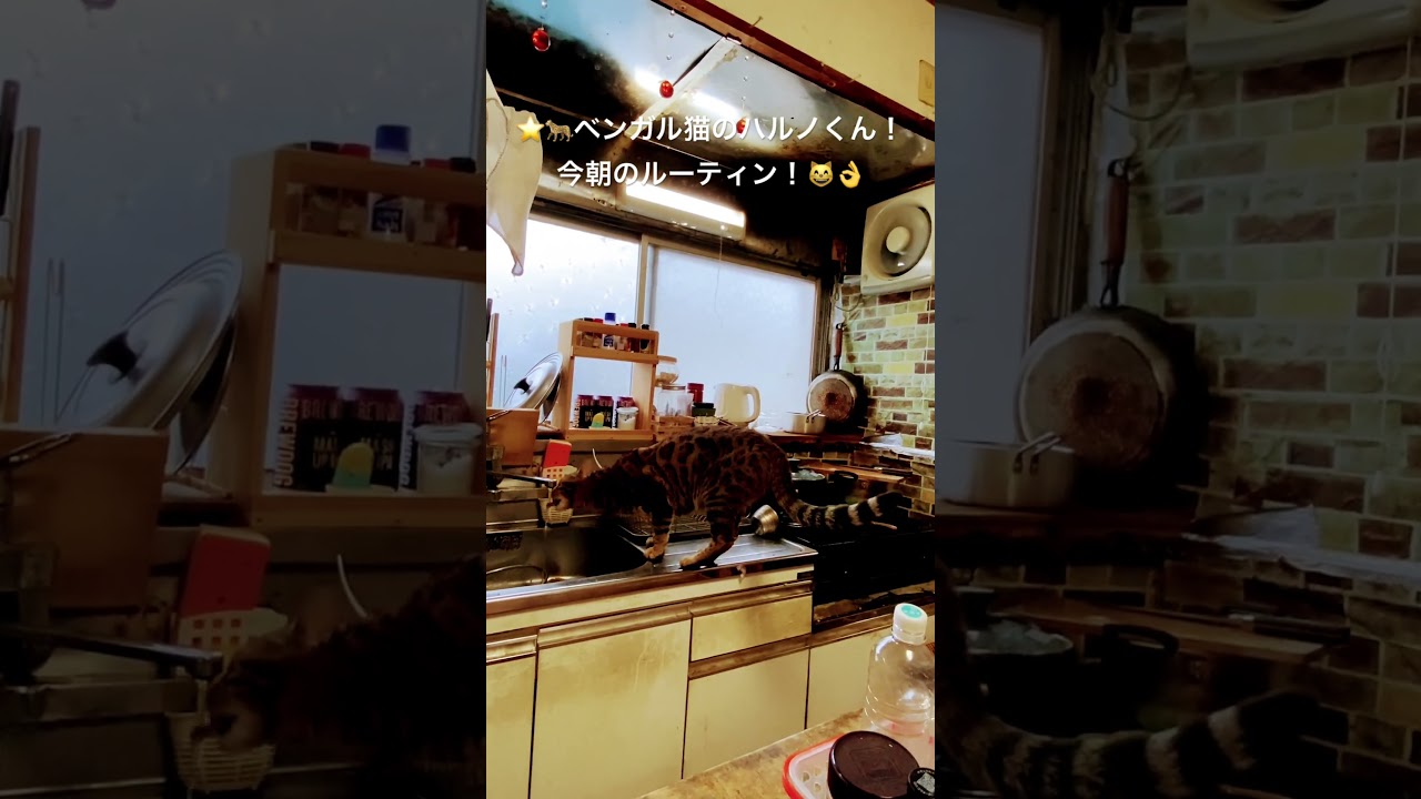 🌟🐆ベンガル猫ハルノくん！今朝のルーティン！目指せ４０万人（笑）（２０２４０６１６ー１） #ベンガル#bengalcat#short