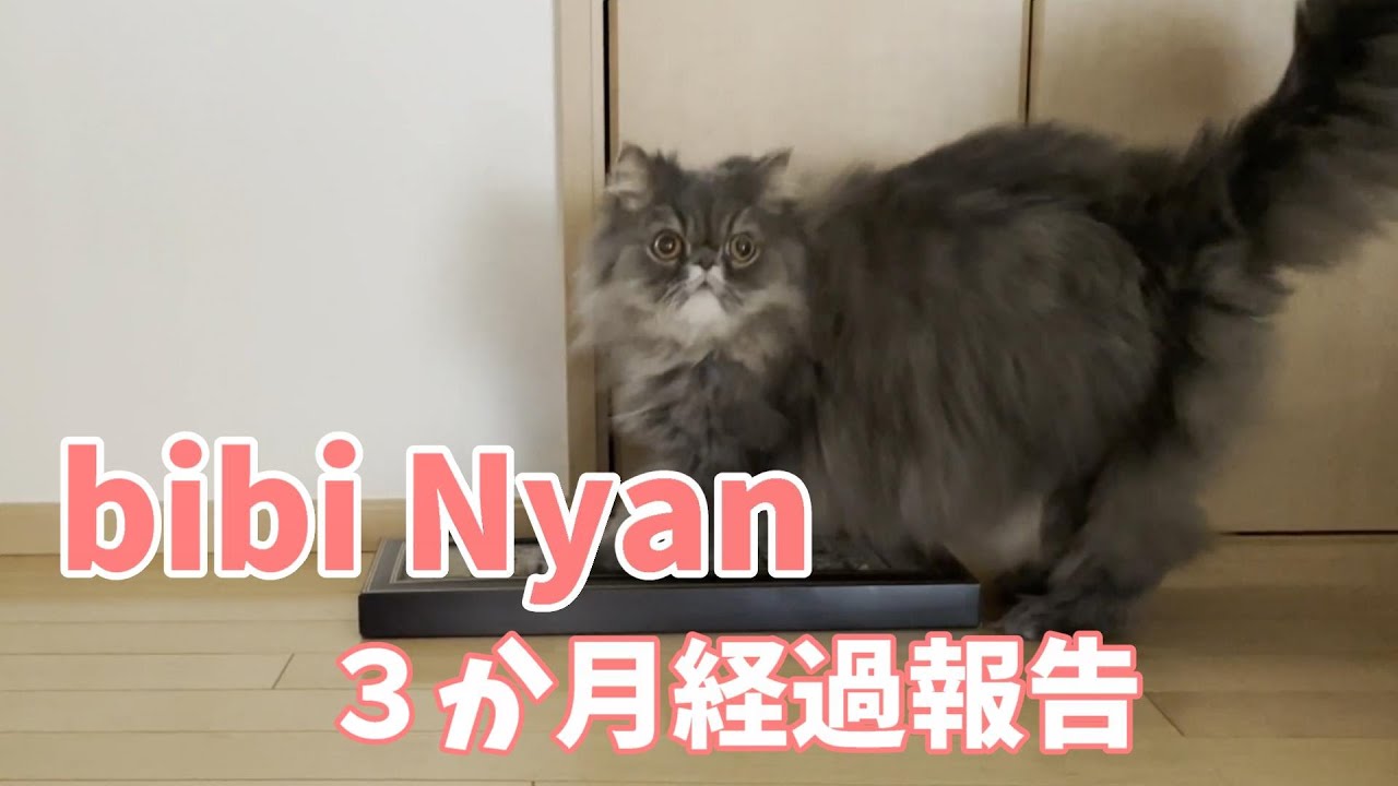 bibiNyan使い始めて３か月経過報告【ペルシャ猫】
