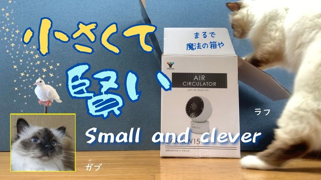 暗い所でおとなしく【小さくて賢い】Small and clever（バーマン猫）Birman/Cat