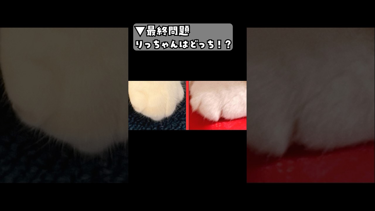 愛猫この見分け方を調べてたら衝撃の難問が爆誕した🤣🤣🤣 #猫