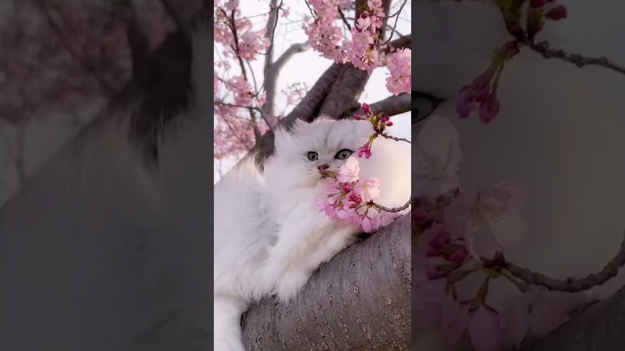 さくらの中に潜むモフモフ猫 #persiancat #ペルシャ