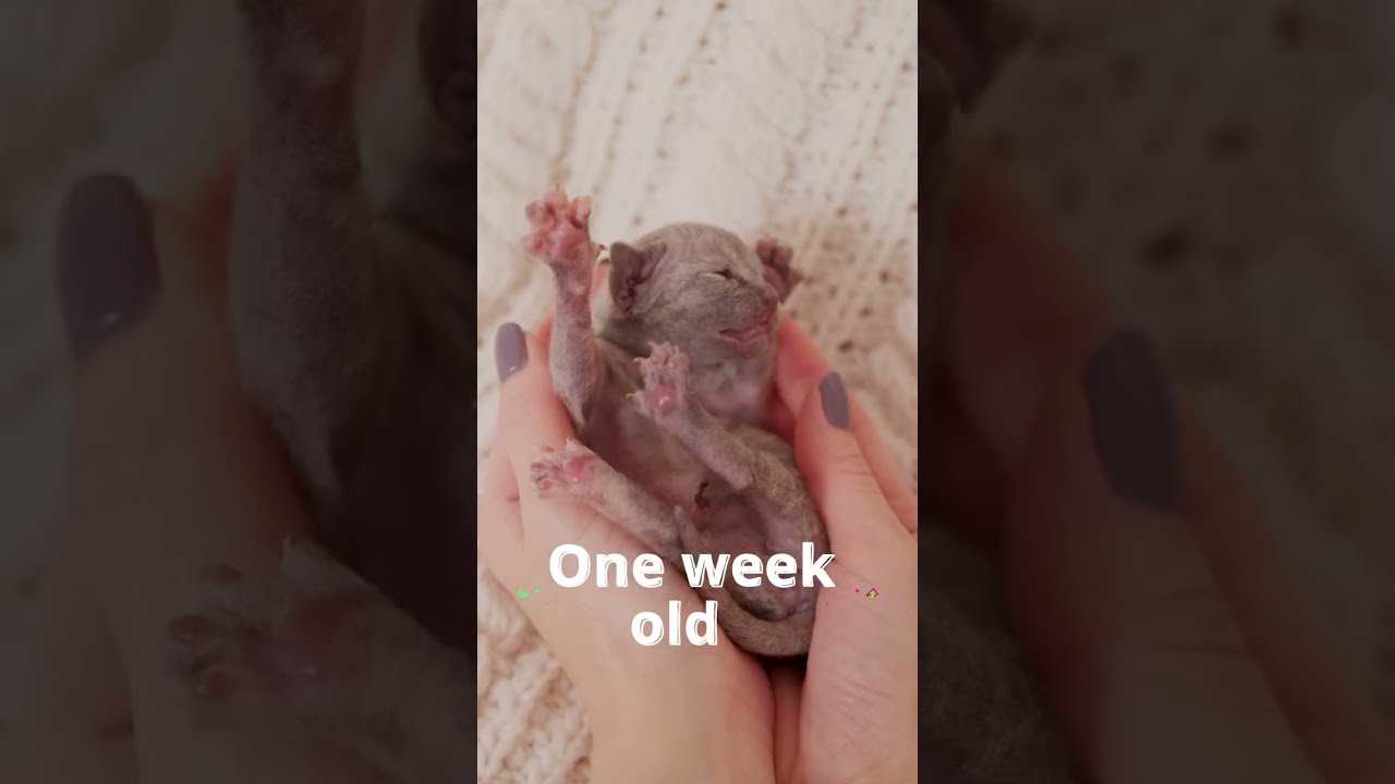 How looks One Week Old Kitten Devon Rex #shorts