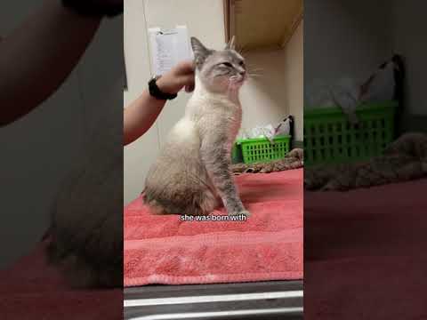 Neat Cat Fact ~ Manx Syndrome