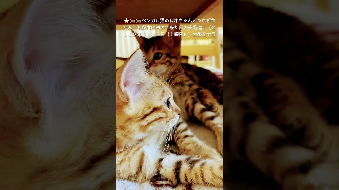 🌟🐆ベンガル猫レオちゃんつむぎちゃん（２０２２年６月１２日（土曜日）家に初めて来た日生後２ヶ月！目指せ４０万人（笑）（２０２４０６１２ー２） #ベンガル#bengalcat#short