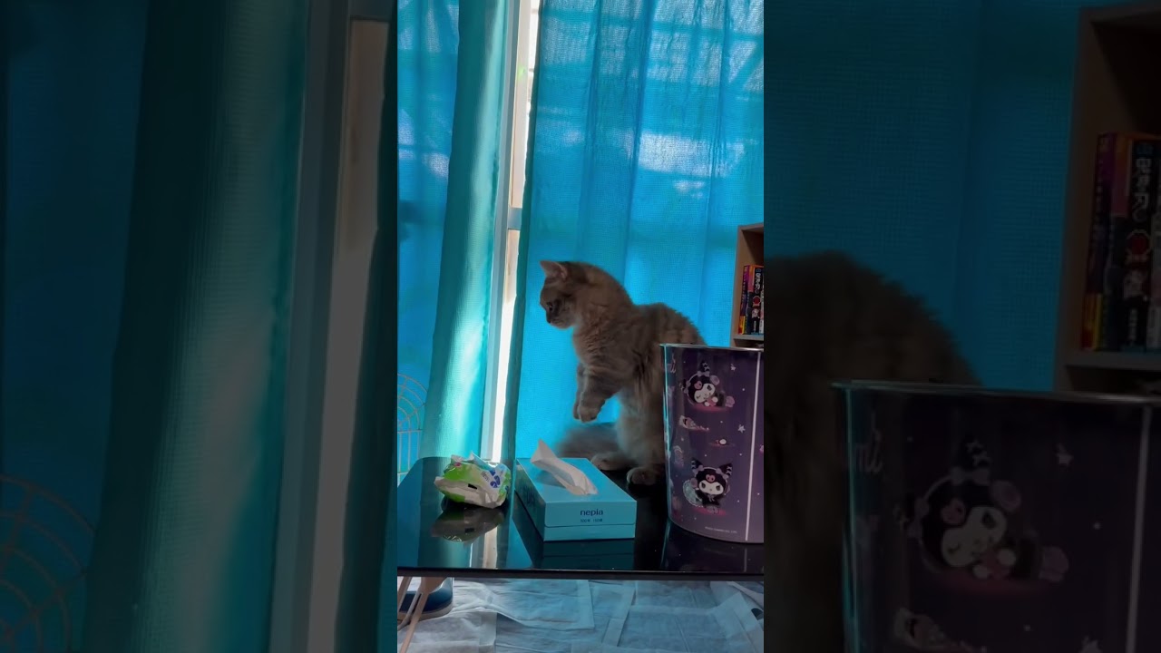戦闘機の音にびびって逃げる猫　#ミヌエット#マンチカン #ペルシャ #cat