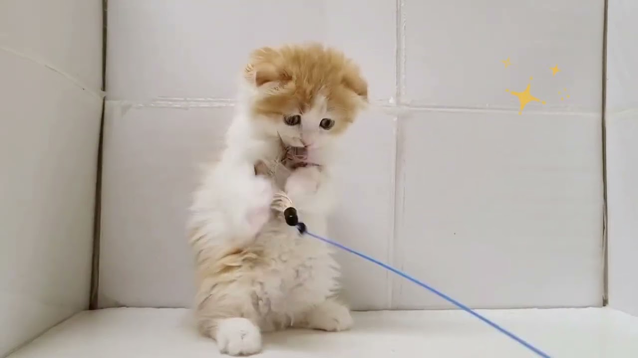 【 スコティッシュフォールド 】元気な垂れ耳スコくん♡