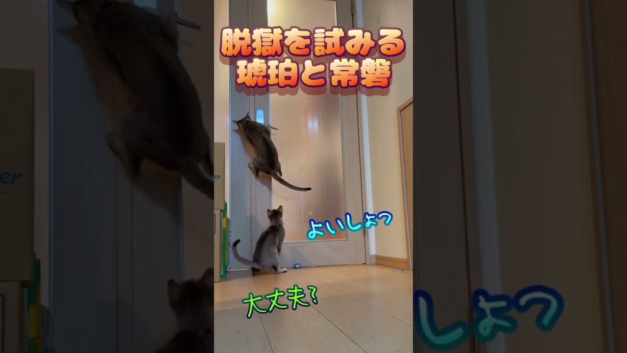 ドアを開けて逃げる猫たちwww #shorts #ねこ #cat #シンガプーラ #cute #funny #ショート動画