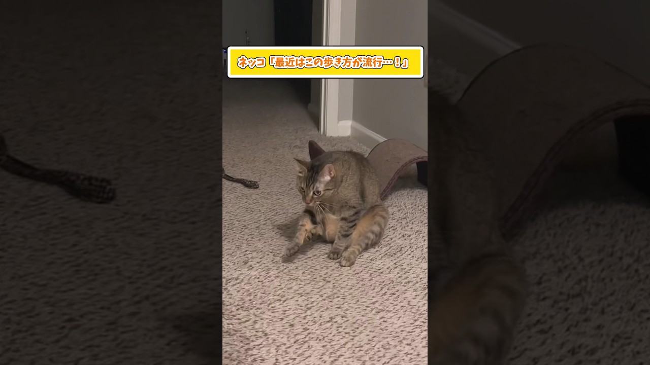 ネッコさん見て癒されたら寝ろｗｗｗ #動物 #猫 #2ch動物スレ