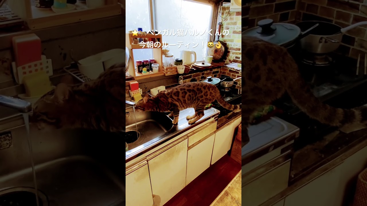 🌟🐆ベンガル猫ハルノくん！今朝のルーティン！目指せ４０万人（笑）（２０２４０６０１４ー２） #ベンガル#bengalcat#short