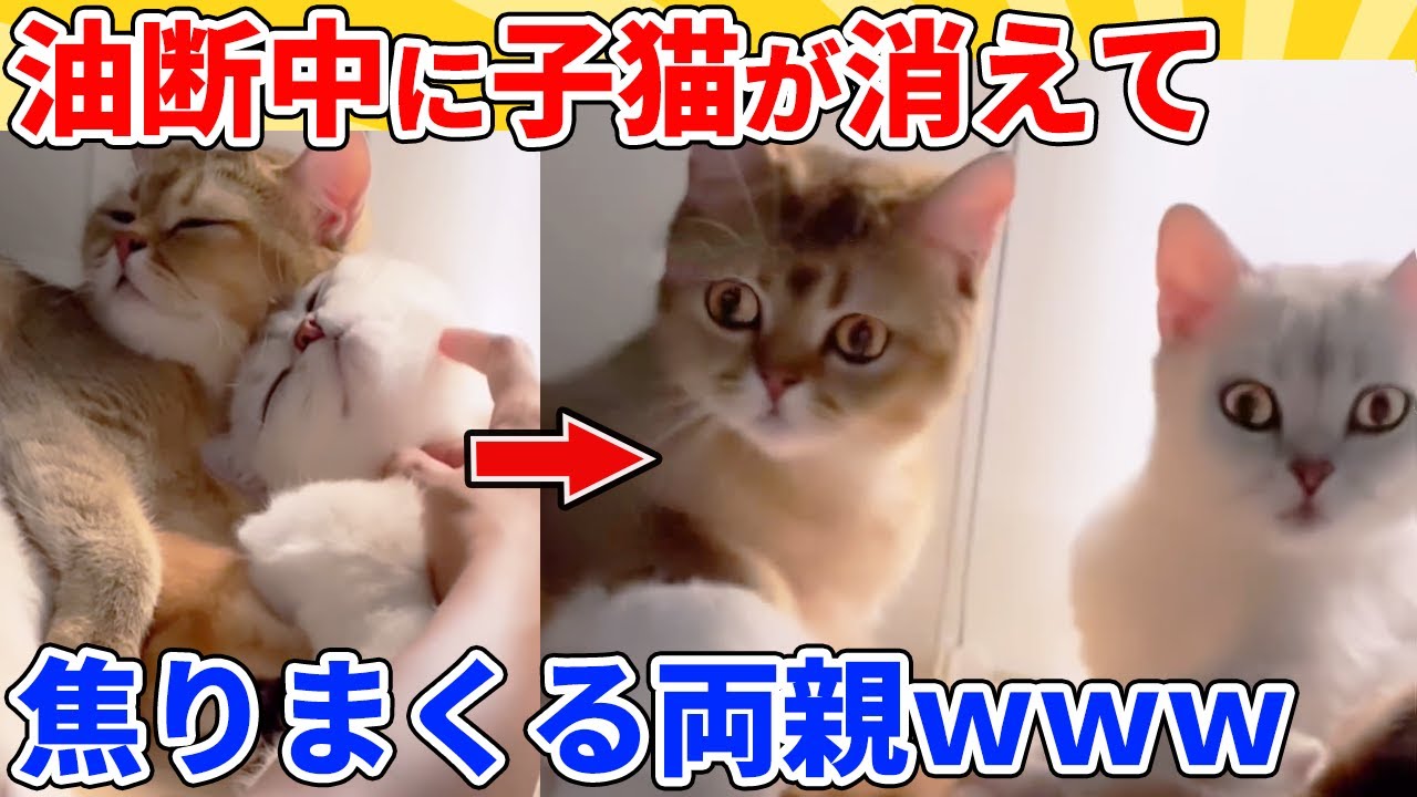 【2ch動物スレ】リラックス中に子猫がいなくなったのに気づいた両親の反応ｗｗｗｗｗ