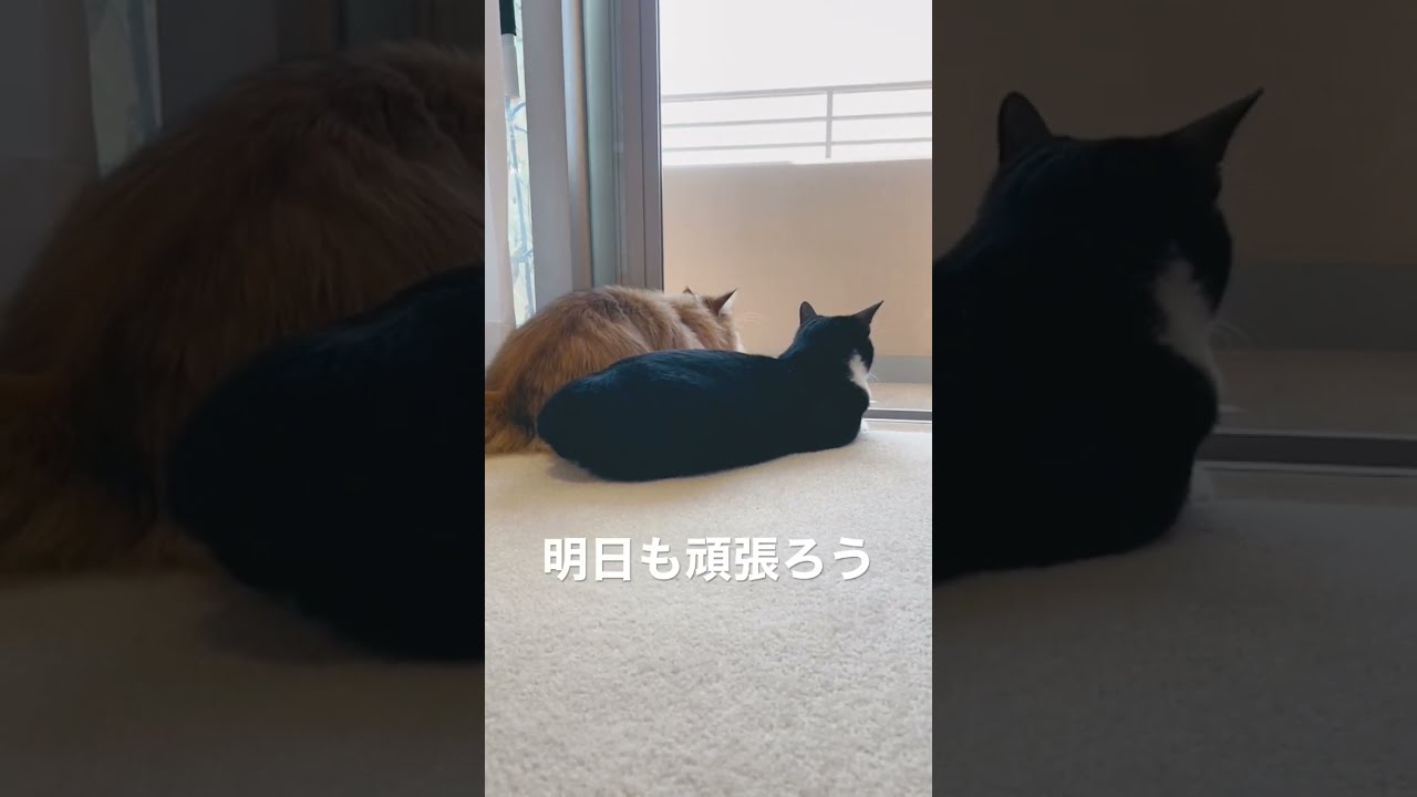 【ほのぼの猫2匹♪】かわいいペルシャ猫&ハチワレ猫