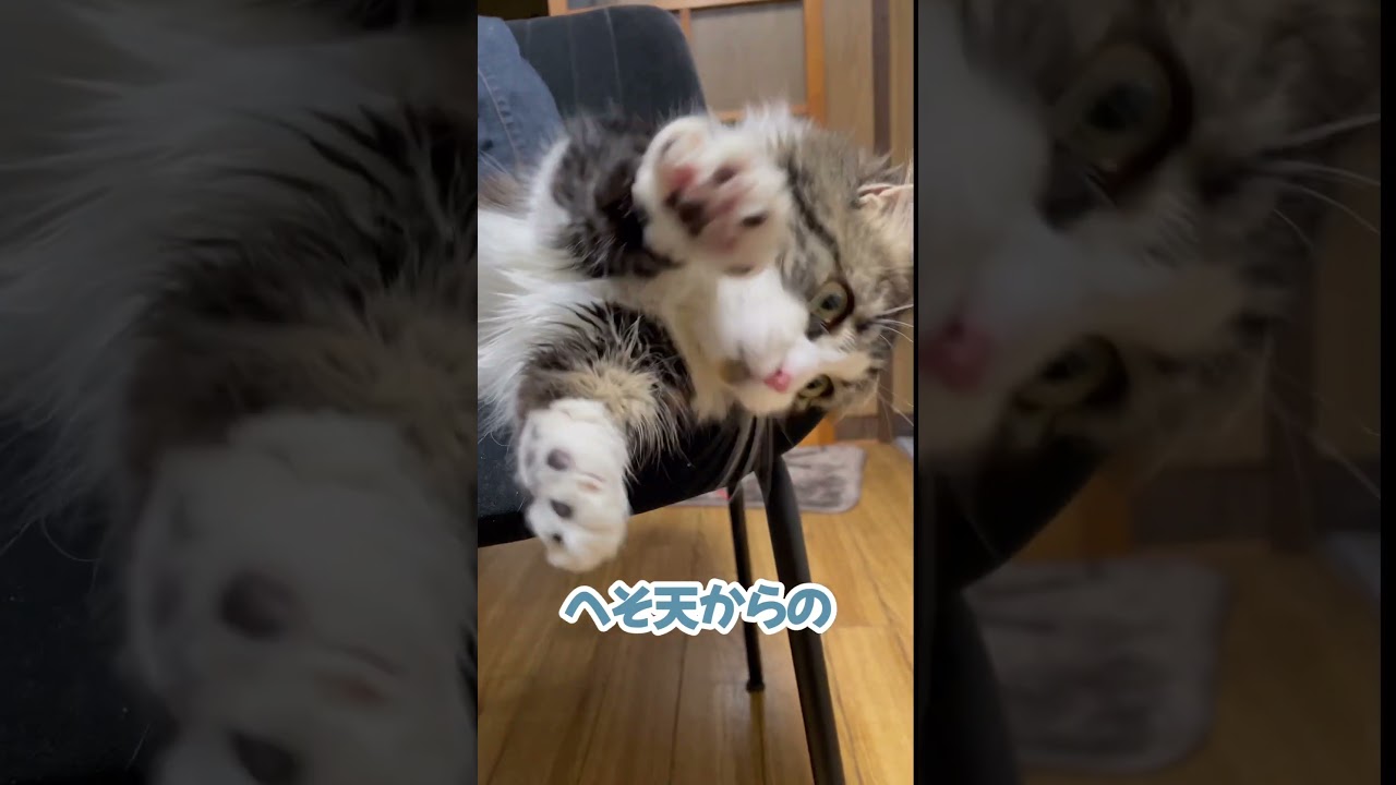 へそ天×握手をサービスしてくれるマンチカン猫があざとい　#猫 #cat #munchkin #マンチカン #かわいい