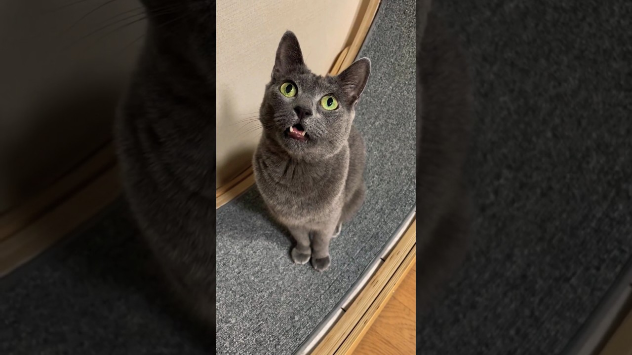 can u hear 🙉 #cat #meooww