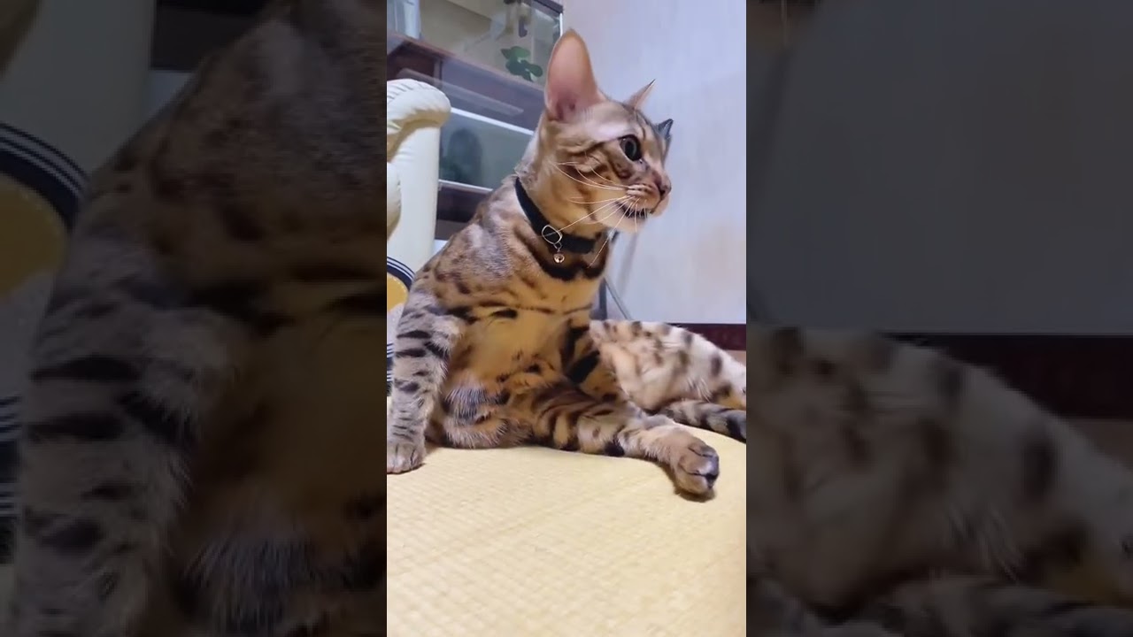 フレーメン反応する猫w #shorts #猫 #ねこ #フレーメン反応 #チャポ #ベンガル #고양이 #貓 #chat #cat #bengal #cutecat #fanny