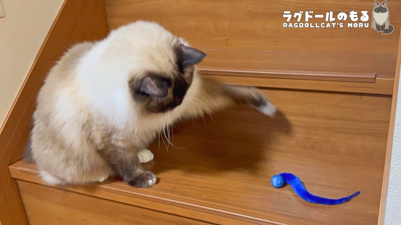 初めてのスーパーボール