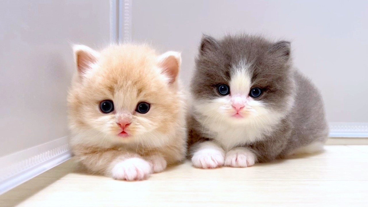 【マンチカンの子猫】靴下を履いた子猫達の手が可愛い件 ～猫のいる生活Vol.978～出産動画 マンチカン短足・ミヌエット・ペルシャ猫専門ブリーダー『ペット蔵人』【子猫の成長記録】