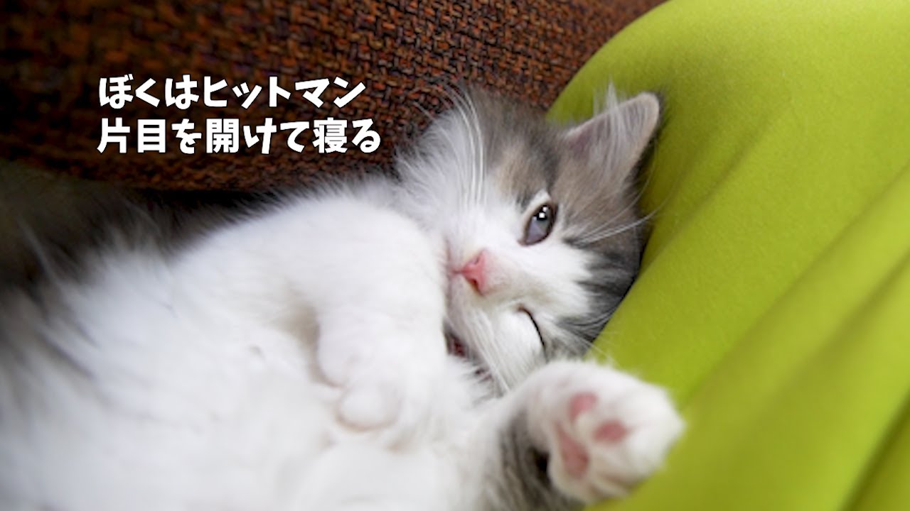 無限に飛び続けたうちの仔猫がこうなっちゃいました…