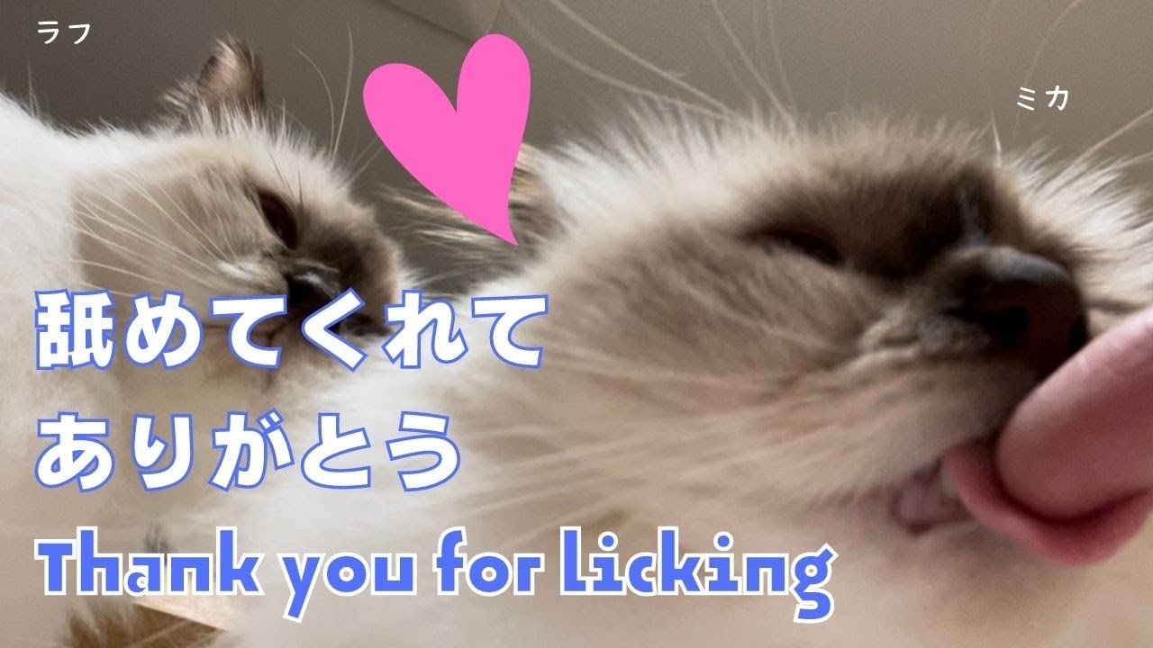 バーマン猫の愛情表現か？指が美味しいのか？【舐めてくれてありがとう】Thank you for licking（バーマン猫）Birman/Cat