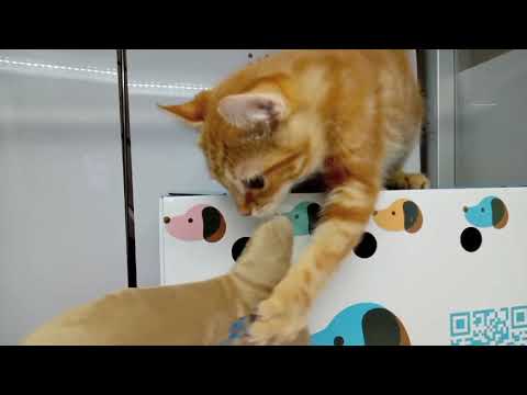 Coo&RIKU　No.673565　(アメリカンカール)