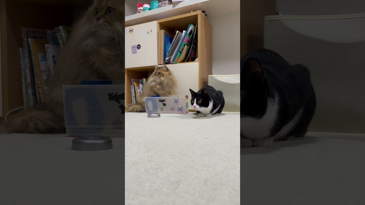 【🐈👉👈👉👈👉👈♪】かわいいペルシャ猫とハチワレ猫