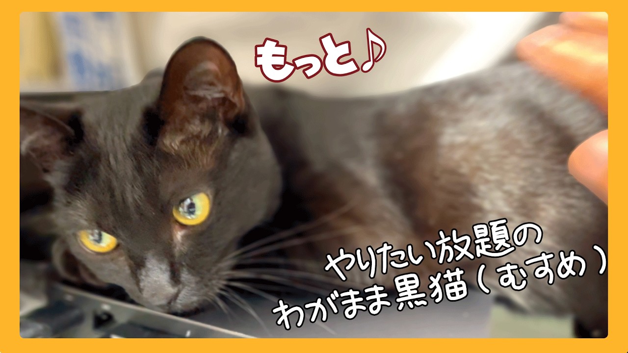 日本語が上手な黒猫　パパの仕事を邪魔しては「なでて♪」ってわがままを言うんです