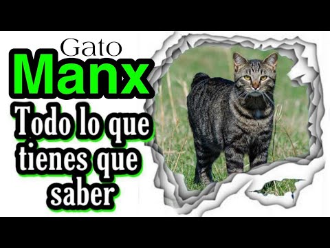 Gato Manx | AniEx