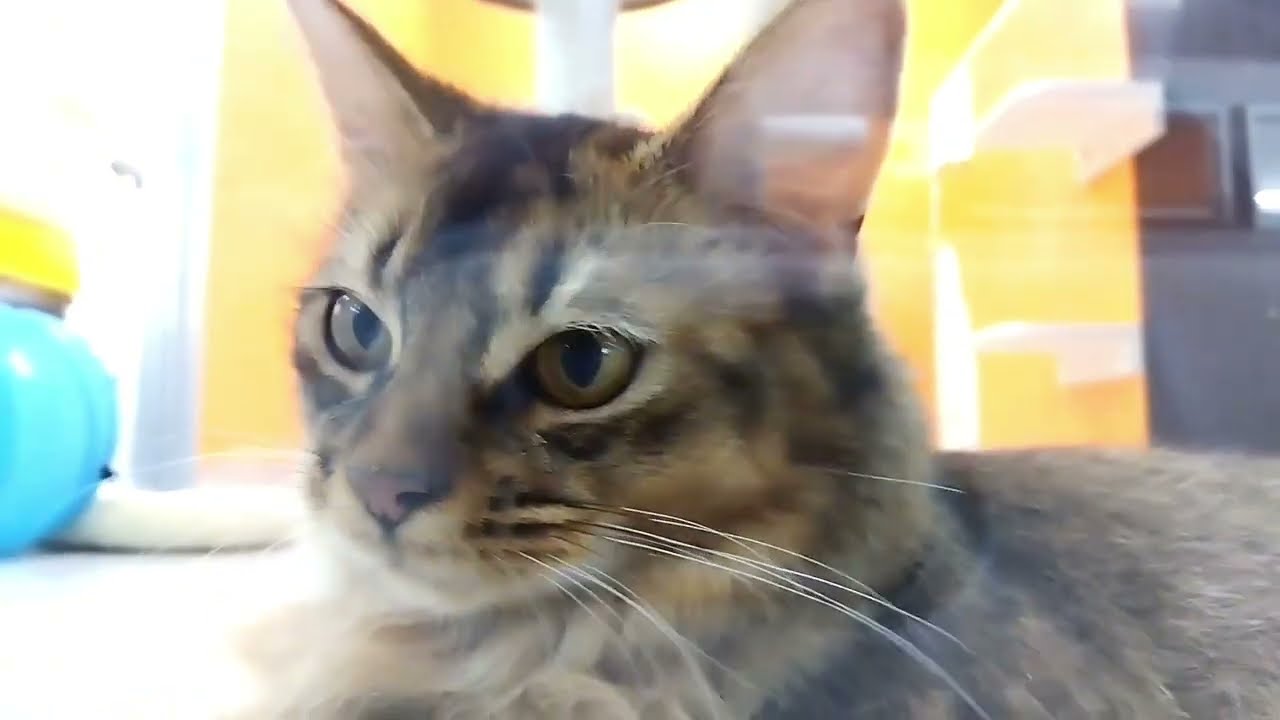 【2024.6.24撮影】広いお部屋にお引越し！一人遊び・お友達遊び・ゆっくりまったり自由自在のソマリちゃん