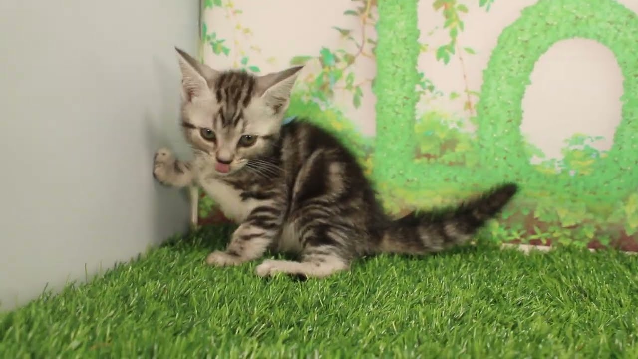 Coo&RIKU　No588629　アメリカンショートヘアー