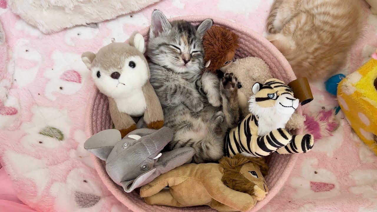 ぬいぐるみに紛れて眠る子猫が反則級に可愛い【かぐ告兄妹日記#13】Kitten sleeping amongst stuffed animals.