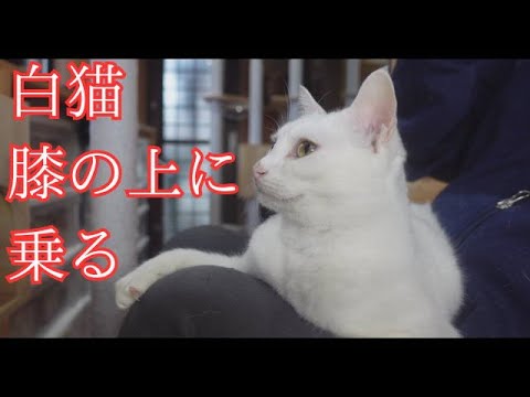 【白猫＆シャムミックス】猫さんが膝の上に乗っている様子を撮ってみました。