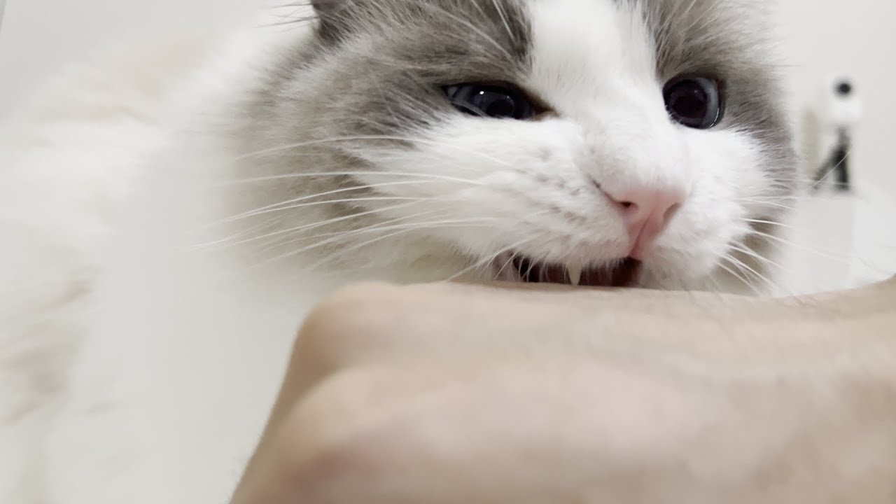 大好きなこたつを撤去したらラグドール猫に激怒されました。