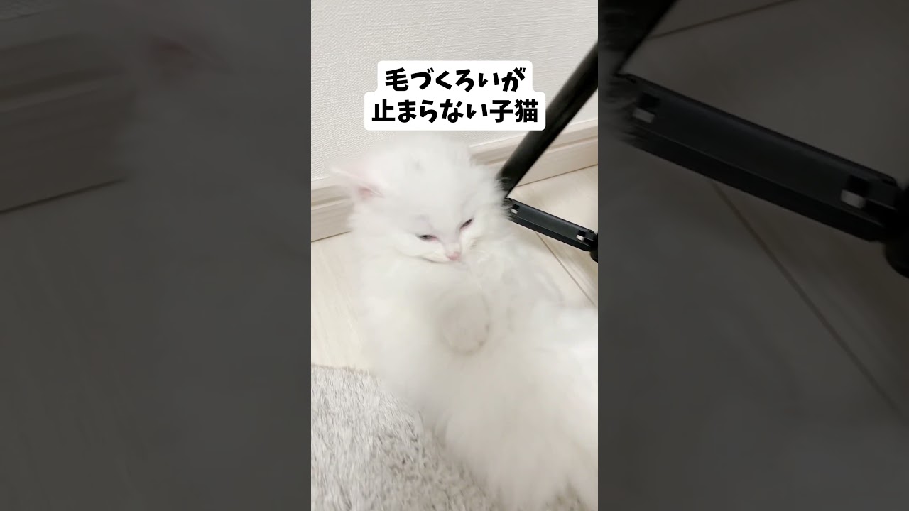 🔺短足マンチカンごはんくんの動画は上のリンクから🔺　#ねこ #猫 #子猫 #cat #cute