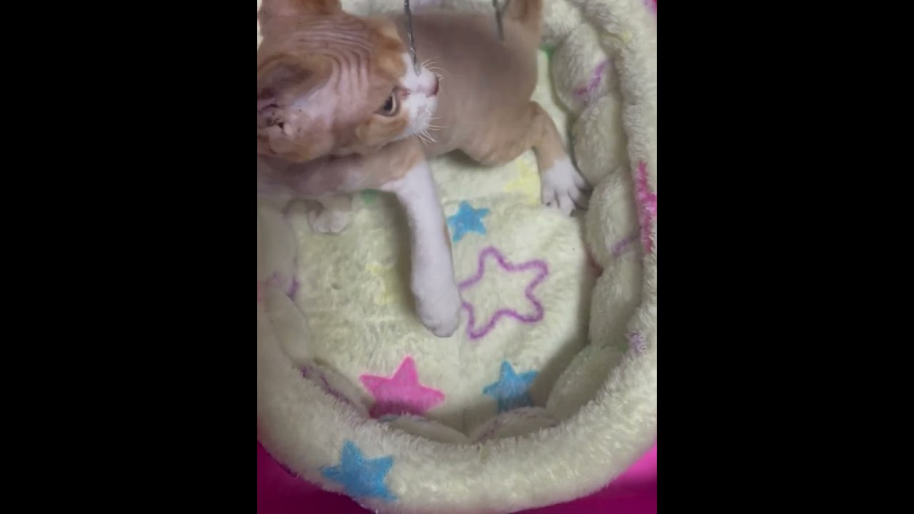 可愛いデボンレックス