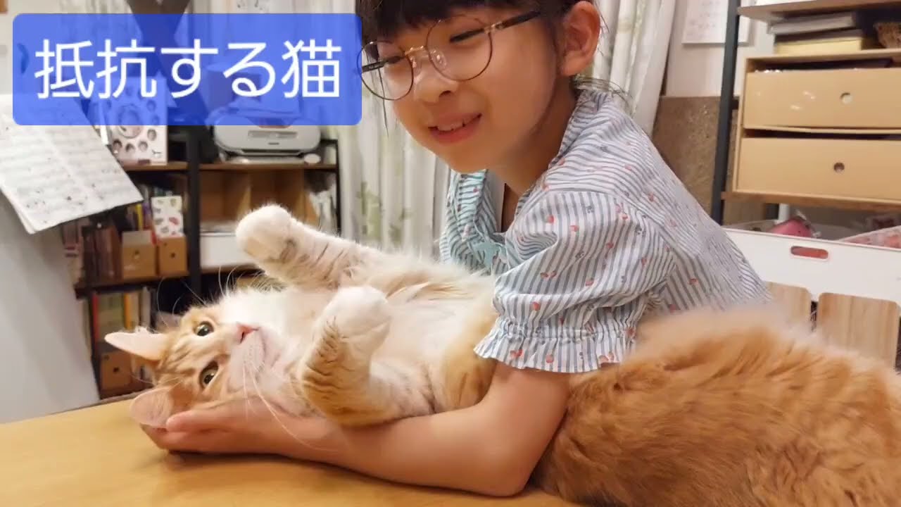 お腹を吸われそうになって抵抗するノルウェージャン　#ソル #猫のいる暮らし #ノルウェージャンフォレストキャット