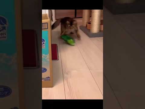 #ソマリ #癒し猫動画 #しっぽ吸い