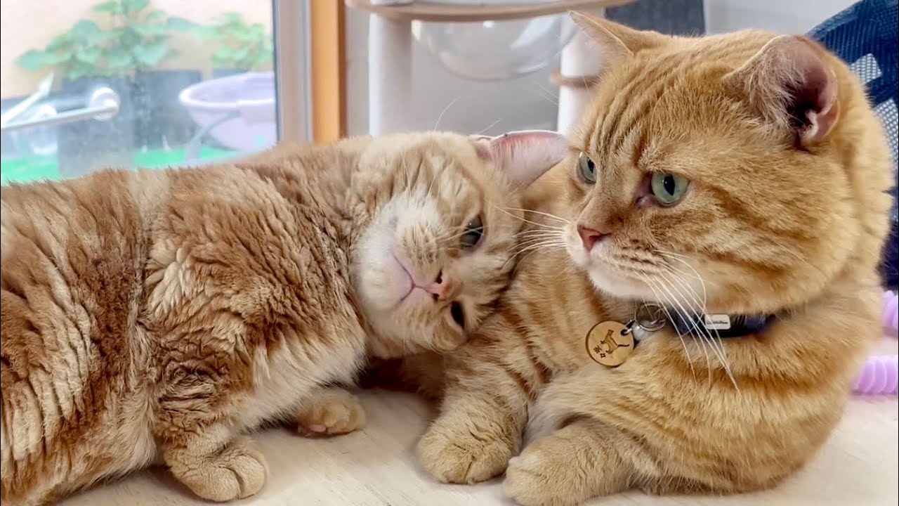 ママのことが心配でパパに甘えるちゃーぼー。 #猫 #マンチカン