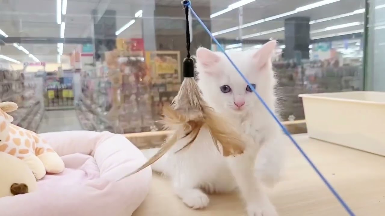 【 ラグドール 】甘えん坊な真っ白ラグちゃん♡