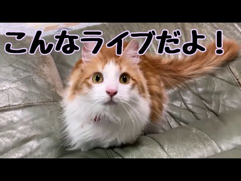 最近の猫のライブの様子を少しお届け！【マリー（メインクーン）】
