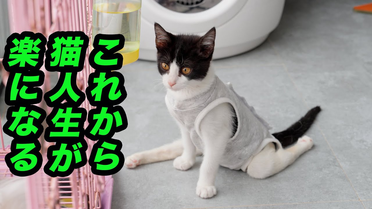 後ろ足が不自由な子猫の雨ちゃんについて嬉しい報告があります。