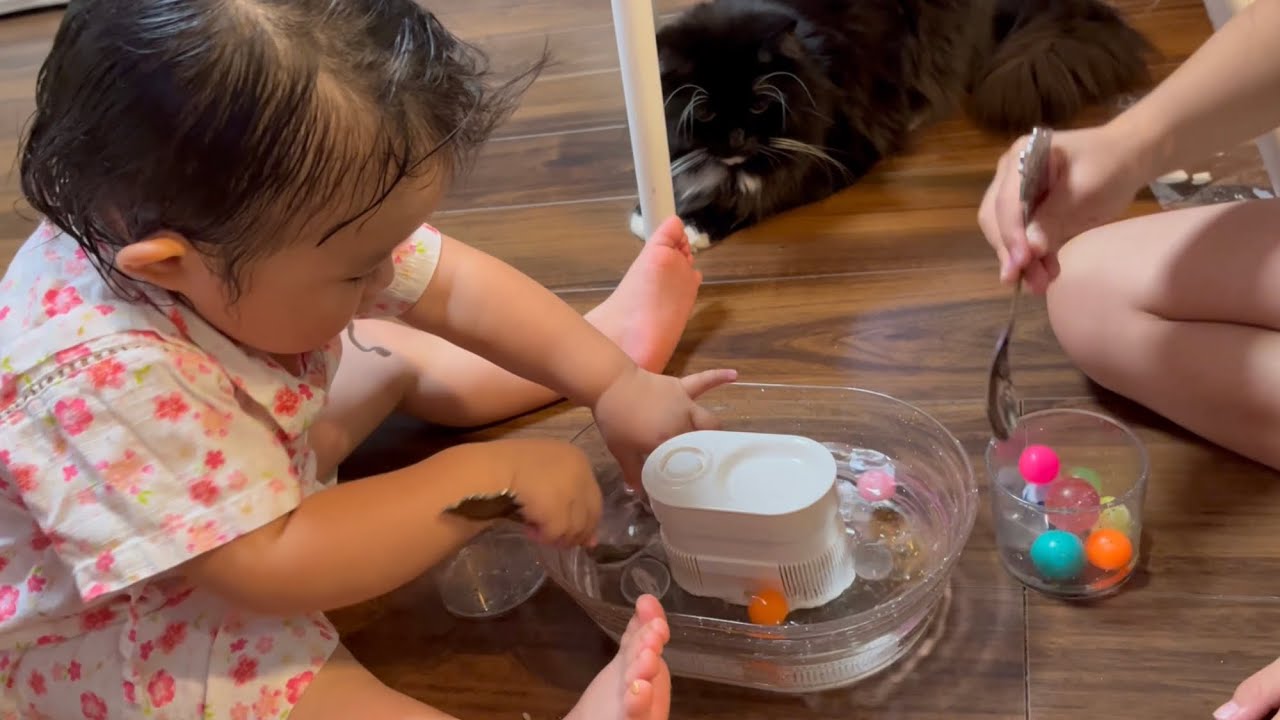 流れるスーパーボールに目が離せない猫　ラガマフィン　A cat nailed to a flowing ball