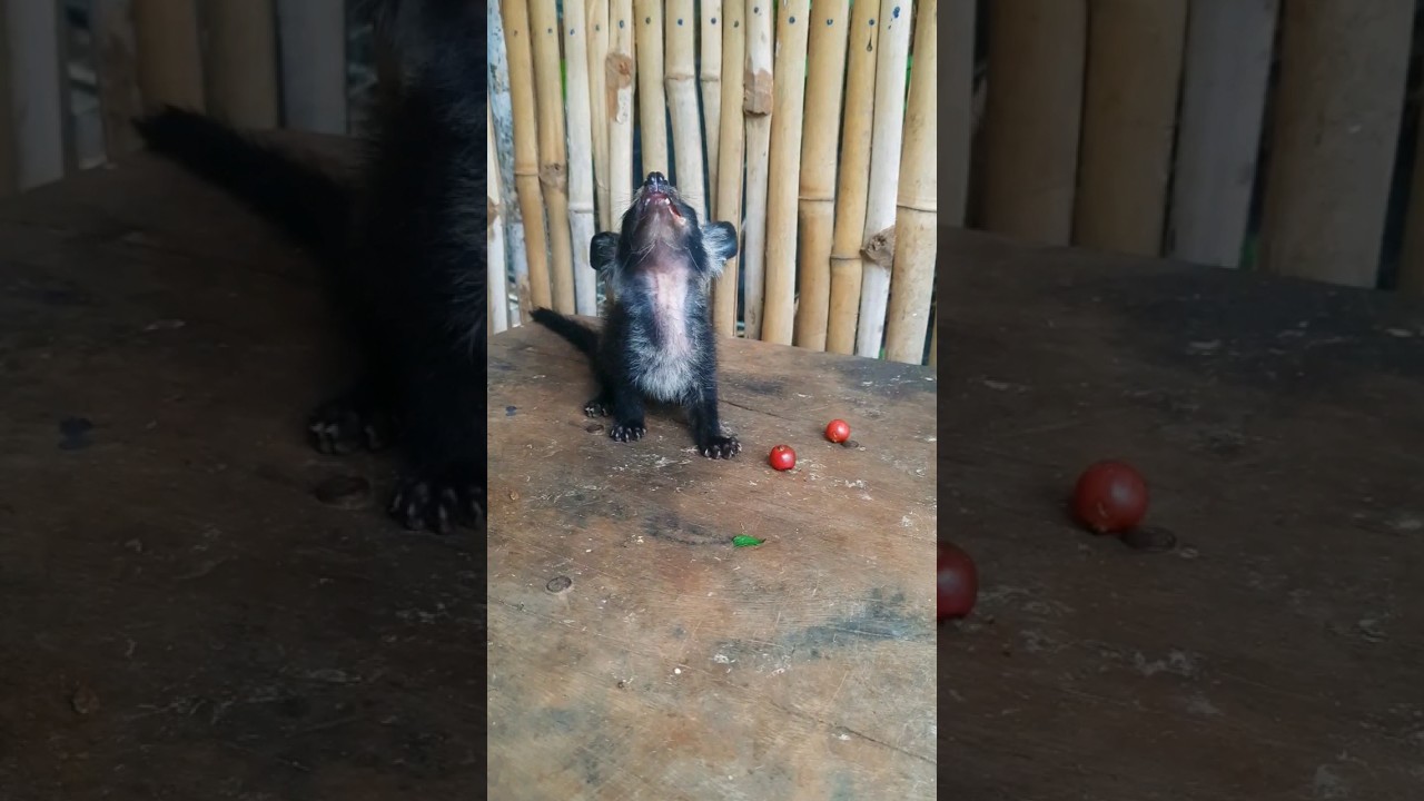 #cute #cat #manxcat #cuteanimal #animals