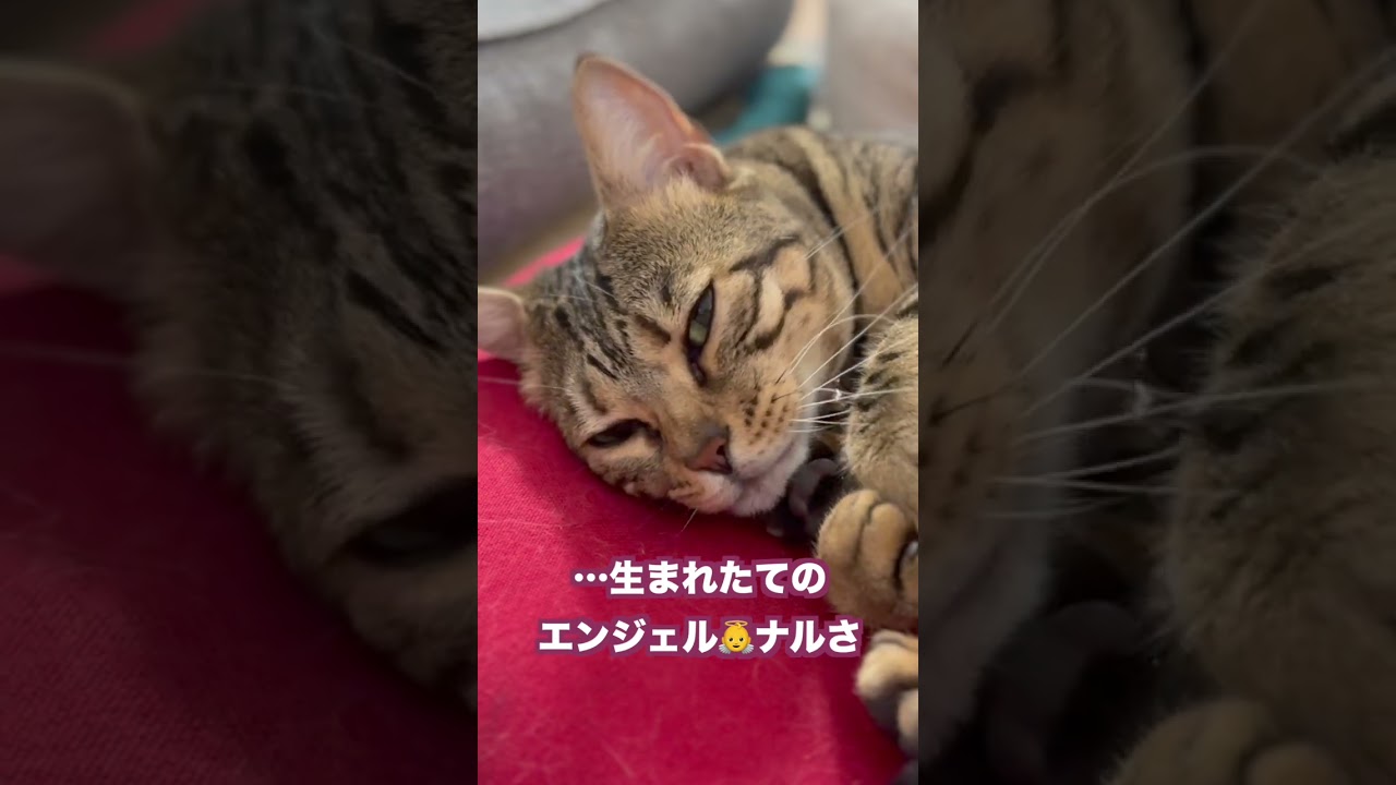 ベンガル猫の目が釘付けになった毛繕い#shorts